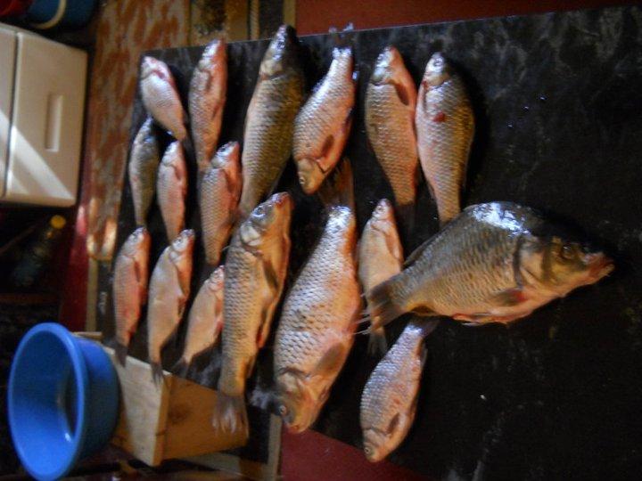 pescuit - 2974601451703789034474972474n.jpg